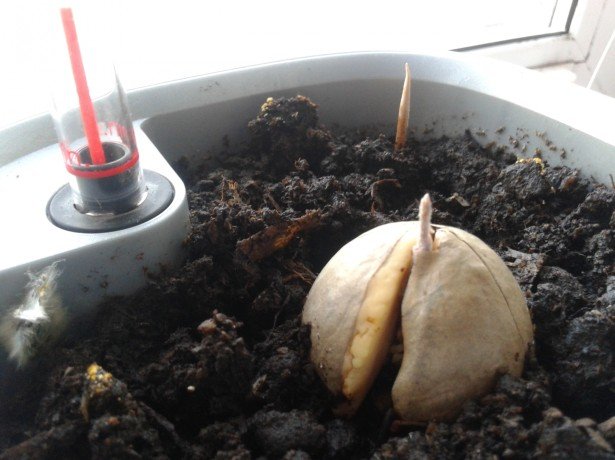 Як посадити авокадо в домашніх умовах