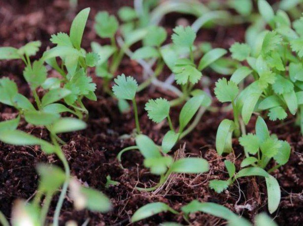 Як садити кінзу насінням і правильно доглядати за нею для отримання хорошого врожаю?