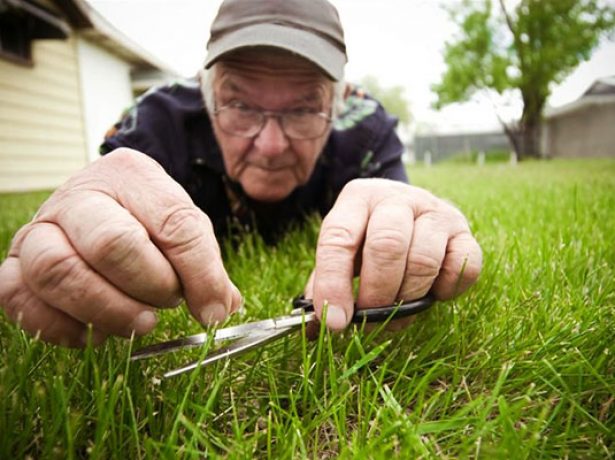 Як правильно посіяти газонну траву, щоб отримати ідеальний зелений газон