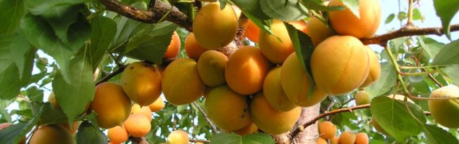 Абрикос лель-соковита солодкість верхівки літа