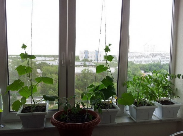 Ароматні домашні огірочки-ростимо на підвіконні і на балконі