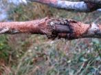 Абрикос лель-соковита солодкість верхівки літа