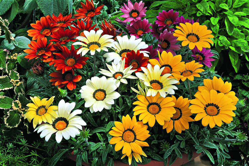 9 кольорів, які будуть прикрашати ваш сад до самих заморозків