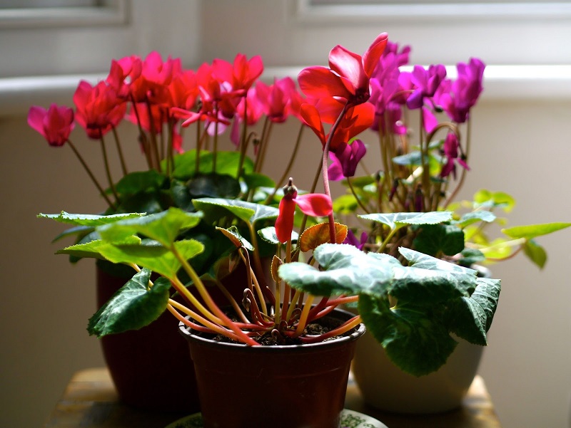 11 кімнатних рослин, які залучають щастя і удачу в будинок