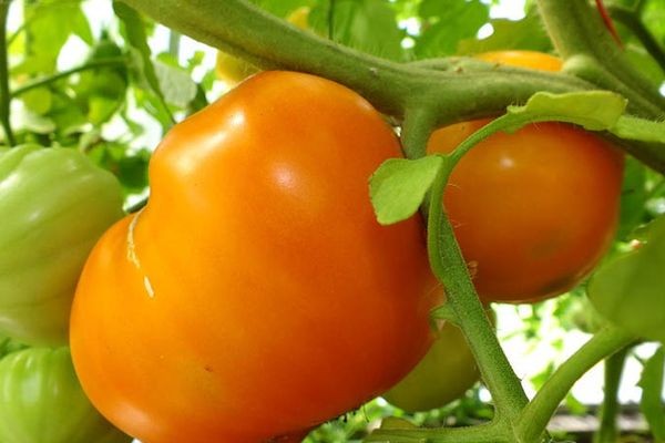 5 смачних сортів помідорів з необмеженим зростанням на 2020 рік