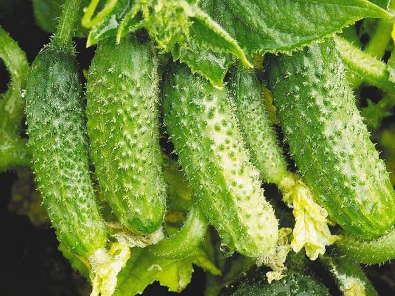 7 суперпучкових огірків, які відрізняються диво-урожаєм і неймовірним смаком