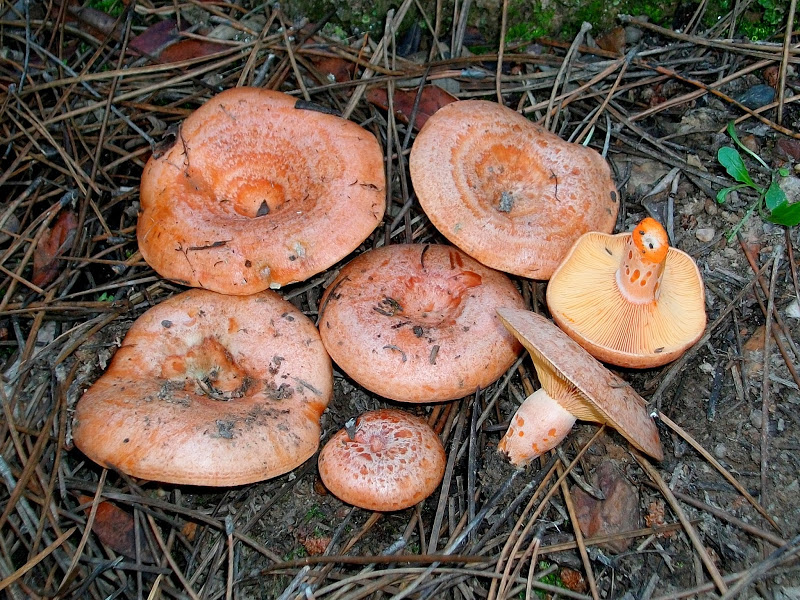Які гриби найлегше виростити на дачі без теплиці і субстрату