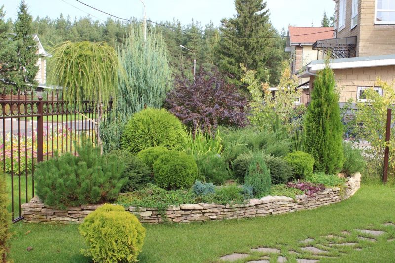 Як без праці пересадити ялівець з лісу до себе на ділянку
