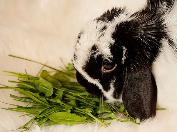 Чим можна і чим не можна годувати декоративних кроликів