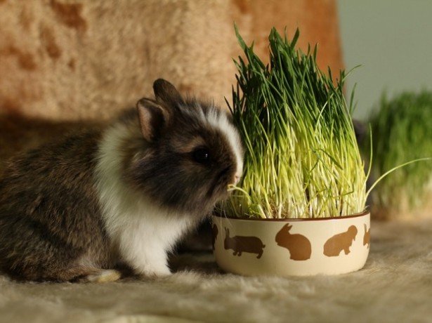 Чим можна і чим не можна годувати декоративних кроликів