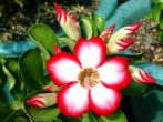 пустельна троянда: вирощування адениума в домашніх умовах
