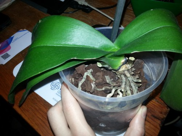 Нюанси пересадки орхідеї фаленопсис