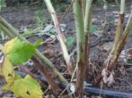 Ремонтантний сорт малини карамелька: як виростити хороший урожай