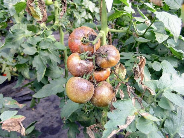 Догляд за томатами в липні: як отримати багатий урожай