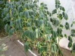 Китайське диво-урожайний сорт огірків для вашого городу