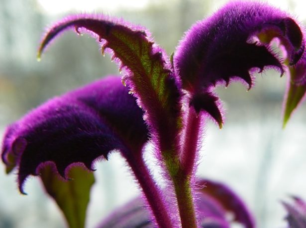 Гінура: як виростити пухнасту квітку в домашніх умовах