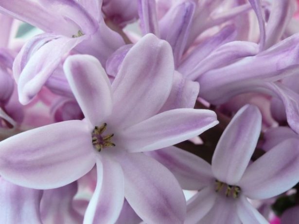 Гіацинт: розмноження і догляд за квіткою в домашніх умовах