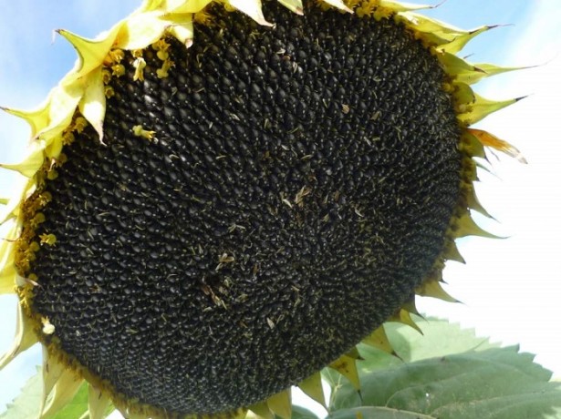 Зберігання насіння соняшнику з попереднім очищенням і сушінням