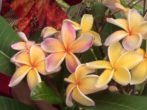 Плюмерія: як виростити екзотичну квітку з насіння в домашніх умовах