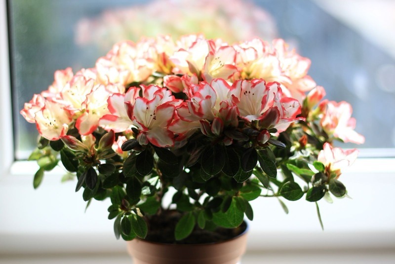 Квіти для сімейного щастя: 8 кращих кімнатних рослин для будинку по фен-шуй