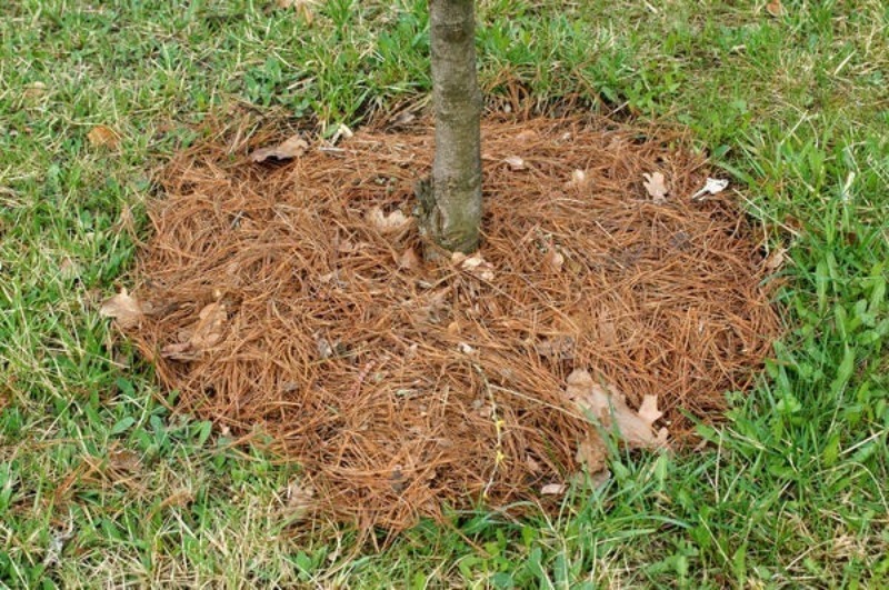 7 органічних видів мульчі для укриття пристовбурного кола дерева