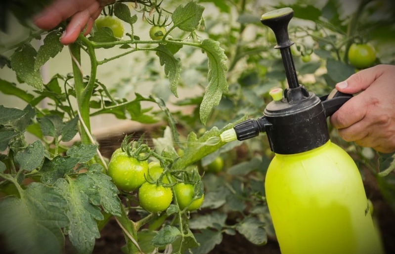 Покращуємо смак томатів і лікуємо від фітофторозу: 3 способи використання кухонної солі