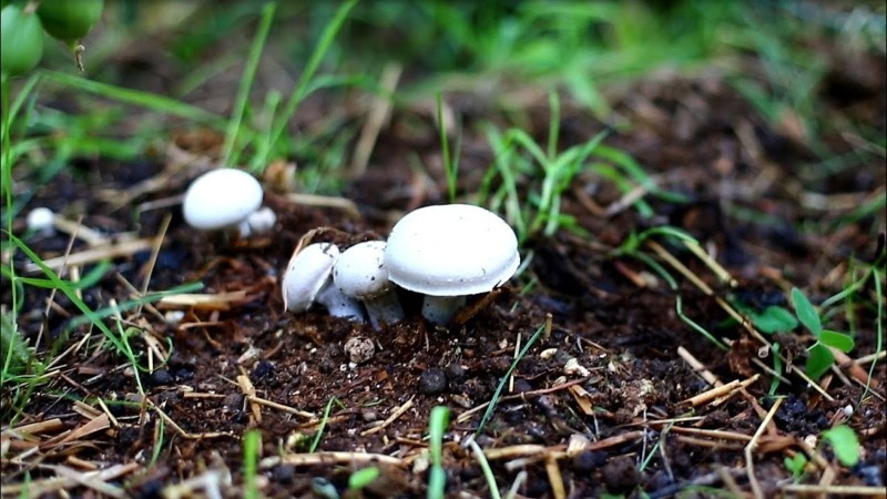Які гриби найлегше виростити на дачі без теплиці і субстрату
