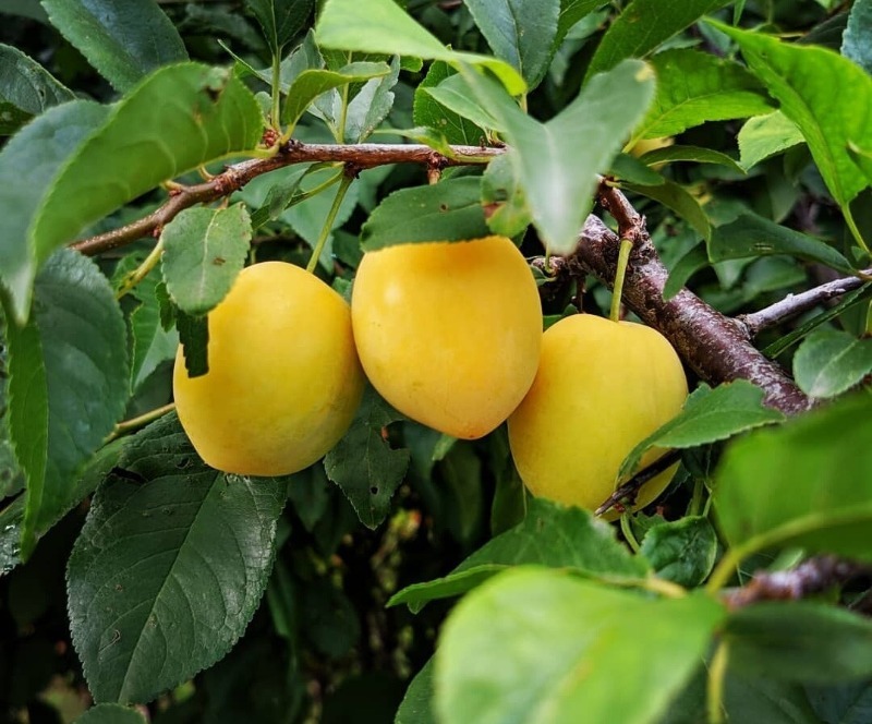 5 гібридів плодових дерев, які навіть смачніші за своїх батьків