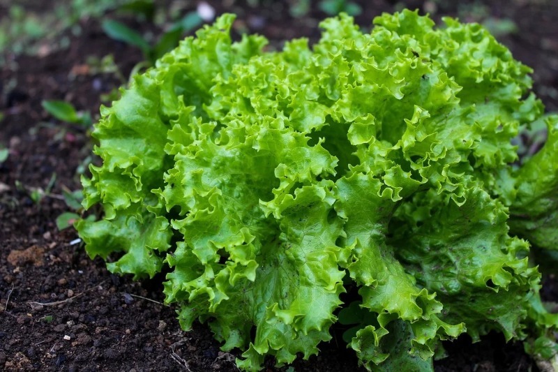6 простих у догляді овочів, виростити які зможе навіть початківець садівник