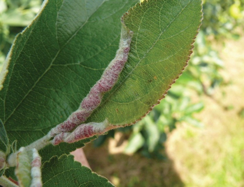 Скручуються листя на яблуні або груші: 7 причин і способи боротьби