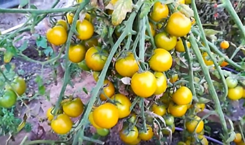 9 лежких сортів помідорів для посадки в 2020 році