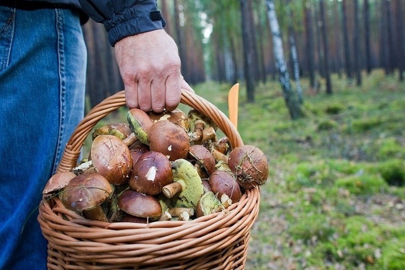 5 помилок недосвідченого грибника, які небезпечні для життя
