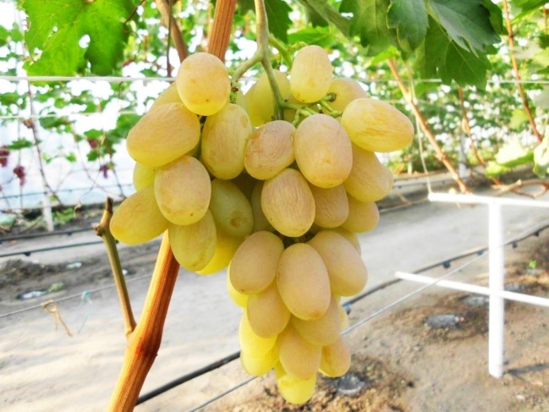 10 кращих сортів винограду для вирощування в середній смузі росії