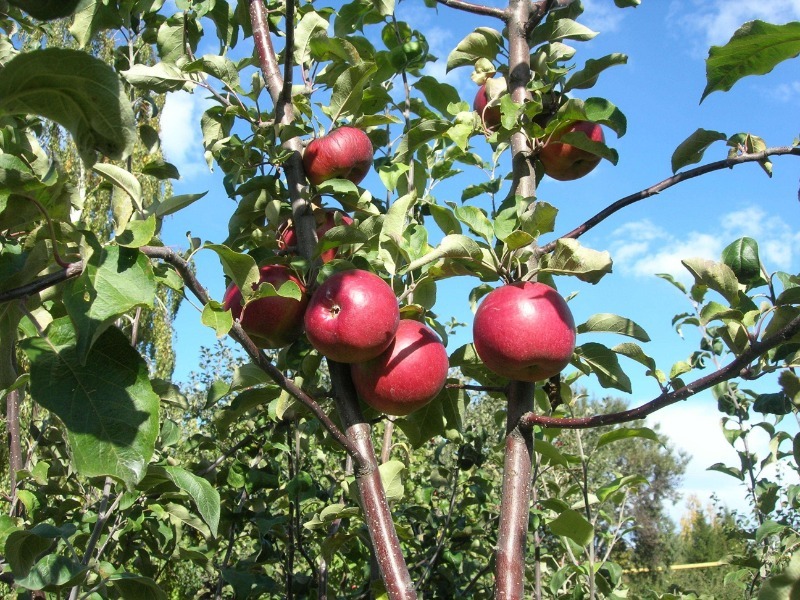 7 самих пізніх і запашних сортів яблук, які вибирають всі досвідчені дачники