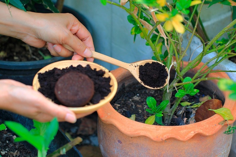 Підживлення рослин, знищення мурах і ще 9 способів застосування кавової гущі