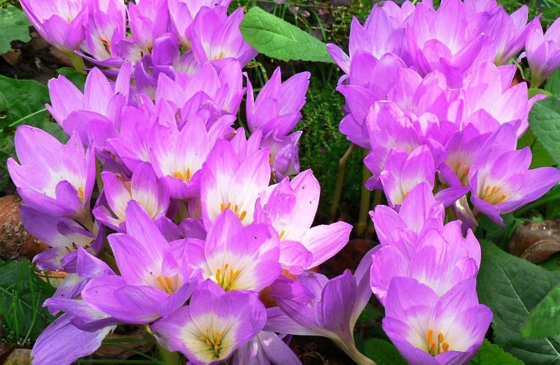 11 невибагливих квітів, які чудово підійдуть початківцям садівникам