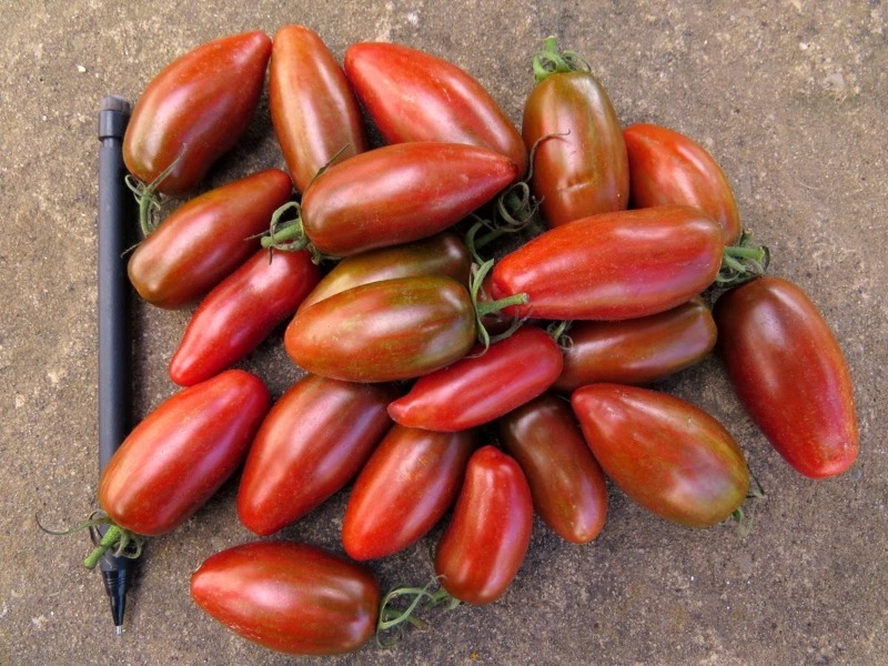 5 моїх улюблених сортів довгоплідних помідорів, які я саджу щороку
