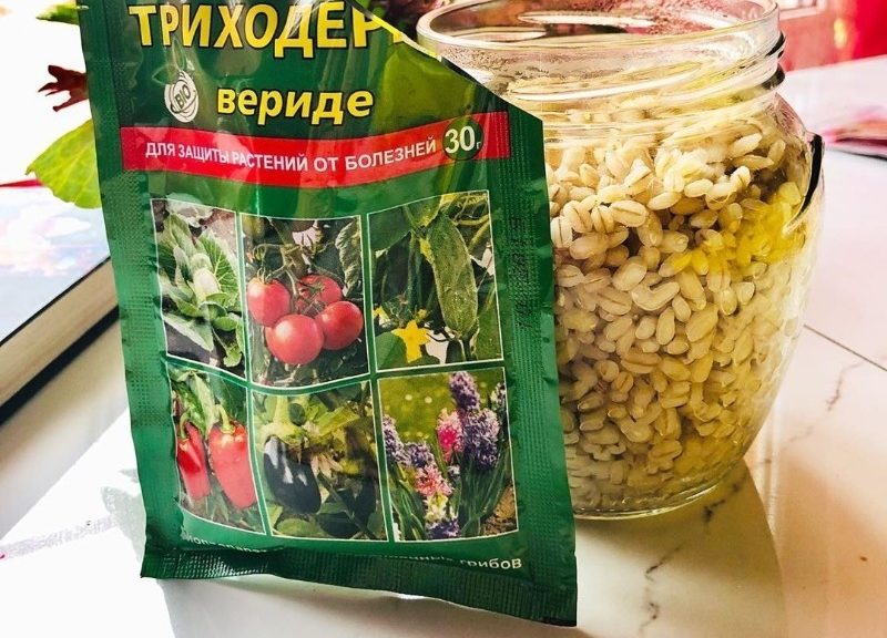 Що таке триходерма і 5 причин виростити її самому