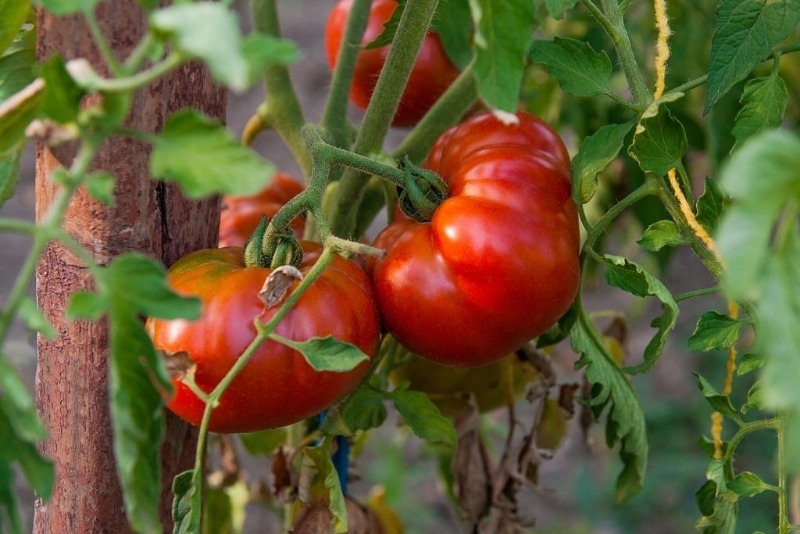 6 невибагливих низькорослих томатів сибірської селекції, які варто посадити в 2020 році