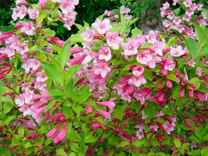 7 невибагливих чагарників, які красиво цвітуть все літо