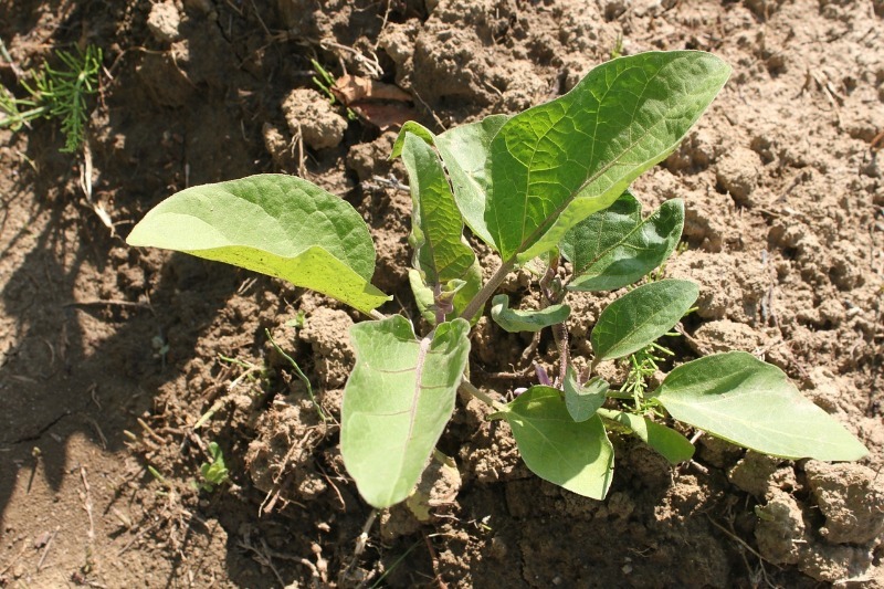 5 помилок під час вирощування баклажанів, які позбавляють дачника врожаю