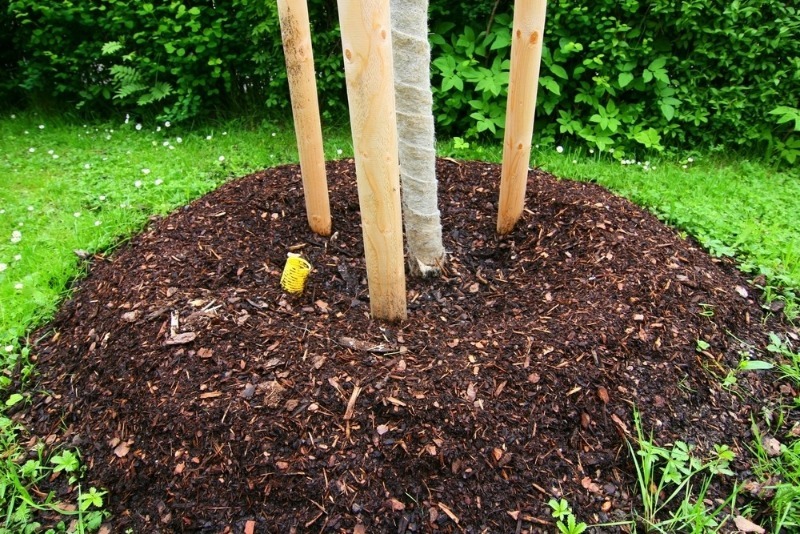 7 органічних видів мульчі для укриття пристовбурного кола дерева