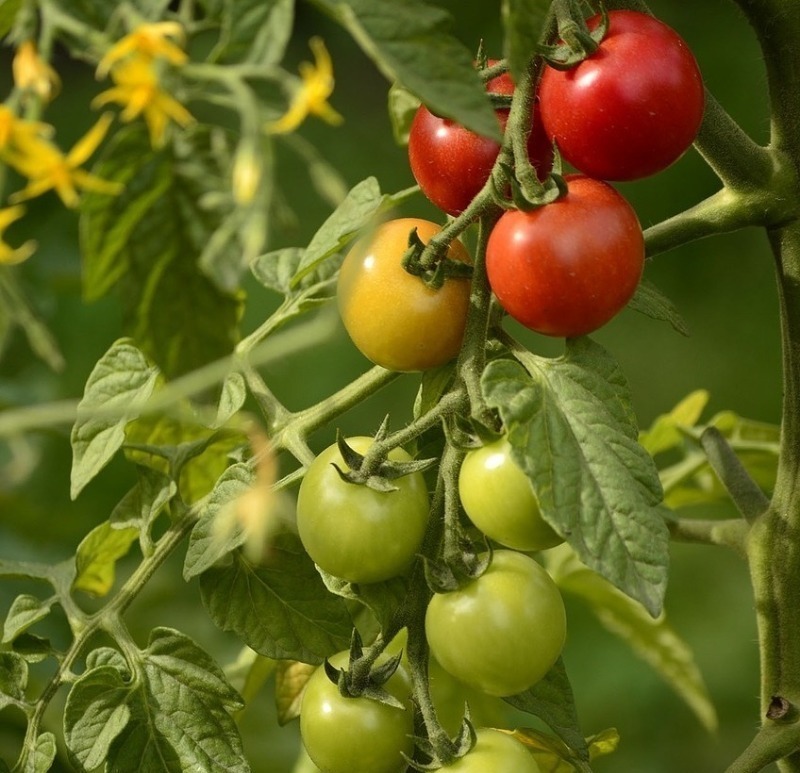 Малий, та удал: 6 переваг томатів черрі, які мало кому відомі