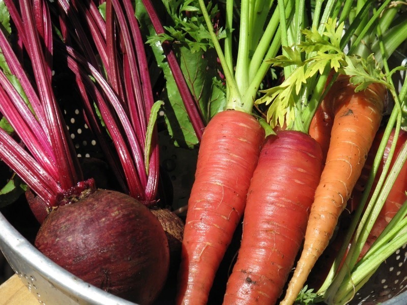 Які овочі вигідніше вирощувати, а не купувати, якщо є підвал