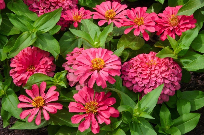 Відмінне рішення: 7 квітів в саду, які не потрібно поливати