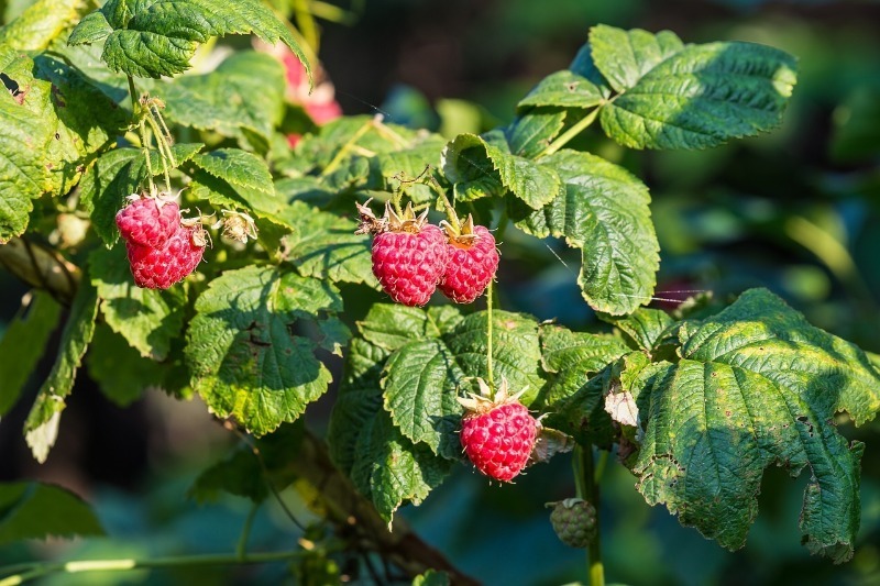 5 помилок садівника, через які ягоди малини дрібнішають