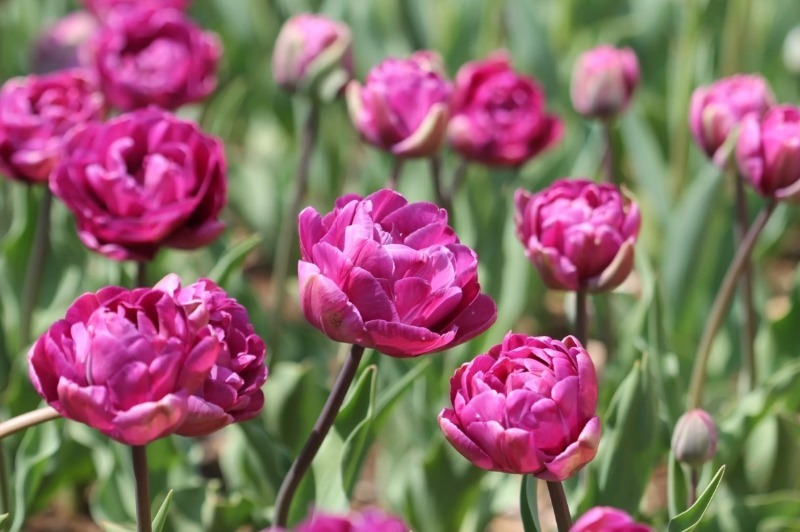 9 кращих сортів тюльпанів, які чудово підійдуть для домашнього вирощування