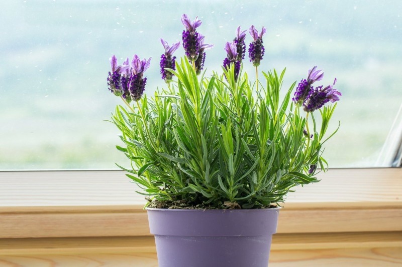 5 рослин і квітів, які допоможуть вам висипатися