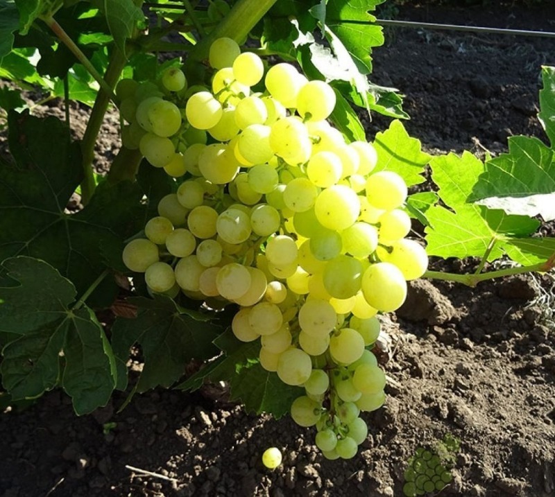 7 сортів винограду без кісточки, з яких можна отримати родзинки методом природної сушки прямо на лозі