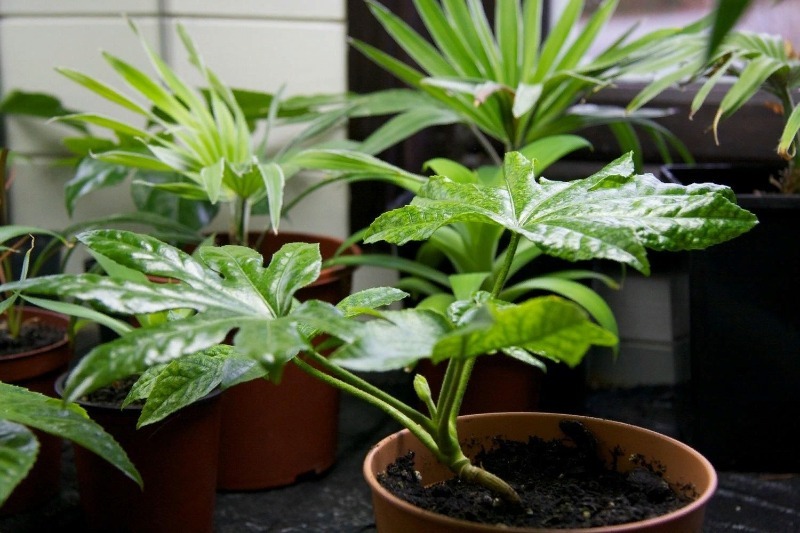 12 кімнатних рослин, з якими впорається навіть самий ледачий садівник